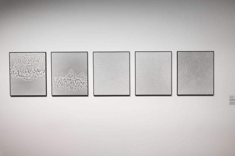 Laniatus and Watergrams by Miha Godec